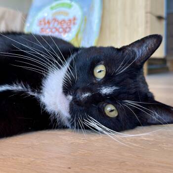 Bobbie -  Tuxedo and Domestic Short Hair Cat for Adoption in San Carlos, California - Bobbie | PetCurious
