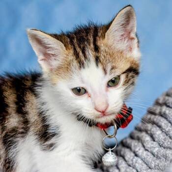 Rescue Domestic Short Hair Cats for Adoption in Boerne, Texas - Argyle | PetCurious