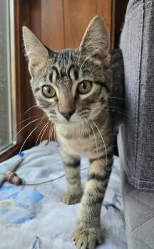 Domestic Short Hair Cats Available for Adoption - Elle | PetCurious