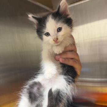 Domestic Long Hair Cats Available for Adoption in Morganton, North Carolina - Pop Rocks | PetCurious