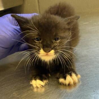 Jud -  Domestic Short Hair Cat for Adoption in Tuscaloosa, Alabama - Jud | PetCurious