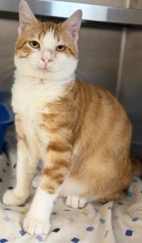 CatGPT -  Domestic Short Hair Cat for Adoption in Columbus, Nebraska - CatGPT | PetCurious