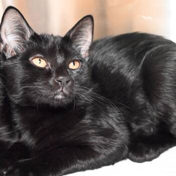 Shuri -  Domestic Short Hair Cat for Adoption in West Palm Beach, Florida - Shuri | PetCurious