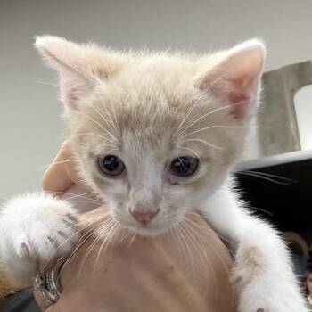 FWT Levy -  Domestic Short Hair Cat for Adoption in Midland, Texas - FWT Levy | PetCurious