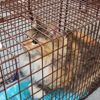 Domestic Long Hair Cats Available for Adoption in Las Vegas, Nevada - Stella | PetCurious