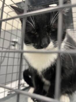 Domestic Short Hair Cats Available for Adoption in Las Vegas, Nevada - CIARA | PetCurious