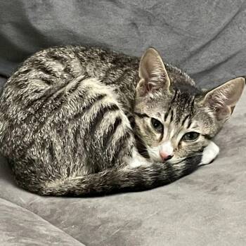 Ryder -  Domestic Short Hair Cat for Adoption in Tallahassee, Florida - Ryder | PetCurious