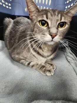Padme $25 fostered -  Domestic Short Hair Cat for Adoption in Seneca, South Carolina - Padme $25 Fostered | PetCurious