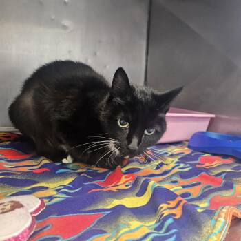 Sabrina -  Domestic Short Hair Cat for Adoption in Fall River, Massachusetts - Sabrina | PetCurious