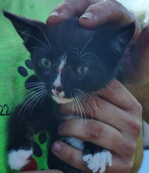 Chaplain -  Domestic Short Hair Cat for Adoption in Jasonville, Indiana - Chaplain | PetCurious