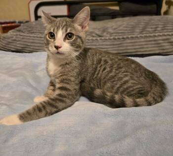 William -  Domestic Short Hair Cat for Adoption in Oviedo, Florida - William | PetCurious