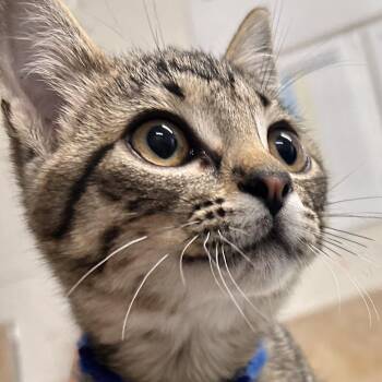 Wallace -  Domestic Short Hair Cat for Adoption in Eureka Springs, Arkansas - Wallace | PetCurious