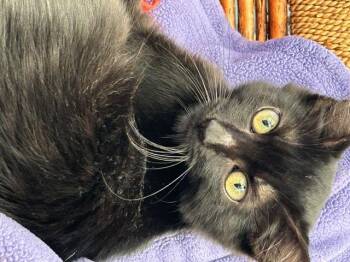 Black Beauty -  Domestic Long Hair Cat for Adoption in Santa Barbara, California - Black Beauty | PetCurious