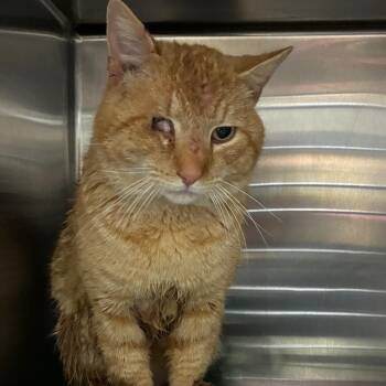 Domestic Short Hair Cats Available for Adoption - Eye-Guana | PetCurious