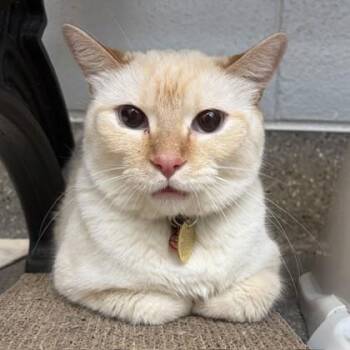 Napoleon -  Domestic Short Hair Cat for Adoption in Lansing, Michigan - Napoleon | PetCurious