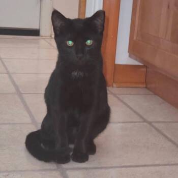 Zephyr -  Domestic Short Hair Cat for Adoption in Medina, Ohio - Zephyr | PetCurious