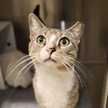 Domestic Short Hair Cats Available for Adoption - Justin | PetCurious