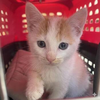 Domestic Short Hair Cats Available for Adoption in Tulsa, Oklahoma - Napkin | PetCurious