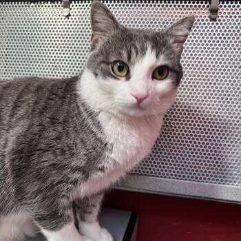 Domestic Short Hair Cats Available for Adoption - Tom | PetCurious