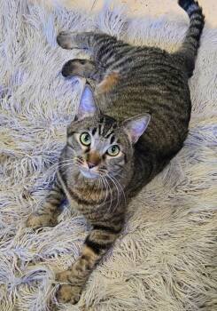 Domestic Short Hair and Tabby Cats Available for Adoption - Captain Paddles  | PetCurious