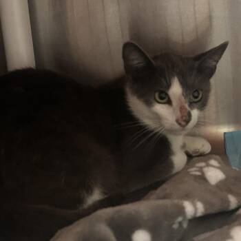 Oats -  Domestic Short Hair Cat for Adoption in Salt Lake City, Utah - Oats | PetCurious