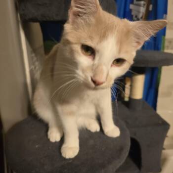 Rescue Domestic Short Hair Cats for Adoption in Oklahoma City, Oklahoma - Courtsey -Buttermilk | PetCurious