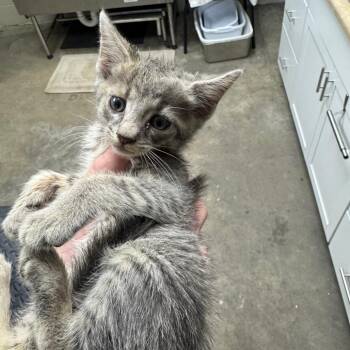 Cedar -  Domestic Short Hair Cat for Adoption in Madisonville, Kentucky - Cedar | PetCurious