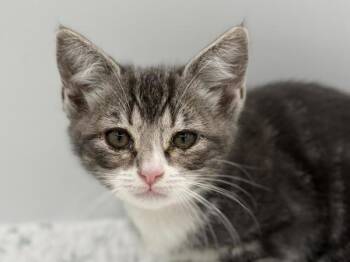 Pebble -  Domestic Short Hair Cat for Adoption in Portland, Oregon - Pebble | PetCurious