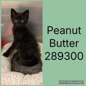 PEANUT BUTTER -  Domestic Short Hair Cat for Adoption in Macon, Georgia - PEANUT BUTTER | PetCurious