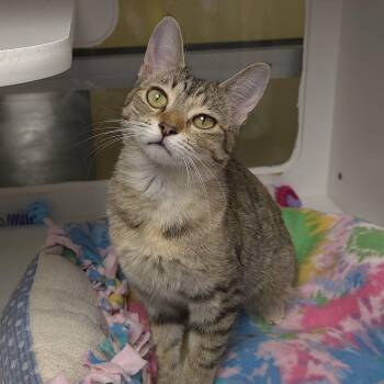 Torbie Cats Available for Adoption - Starling | PetCurious