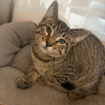 Rescue Domestic Short Hair Cats for Adoption in Glenwood, Minnesota - Cruiser | PetCurious