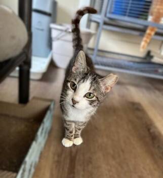Frankie - Gentle, Sweet Soul -  Domestic Short Hair Cat Available for Adoption in Lemoyne, Pennsylvania - Frankie - Gentle, Sweet Soul | PetCurious