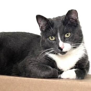Asher -  Domestic Short Hair Cat Available for Adoption in Fort Worth, Texas - Asher | PetCurious