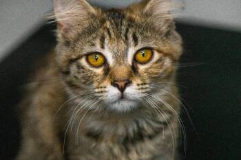 Gracie -  Domestic Medium Hair Cat for Adoption in Morganton, North Carolina - Gracie | PetCurious