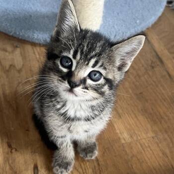 Chip -  Domestic Short Hair Cat for Adoption in Normal, Illinois - Chip | PetCurious