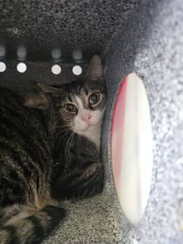 Domestic Short Hair Cats Available for Adoption in Dallas, Texas - DONG-YEOB-EE | PetCurious