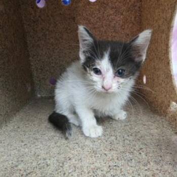 Sweets -  Domestic Short Hair Cat for Adoption in Fort Collins, Colorado - Sweets | PetCurious