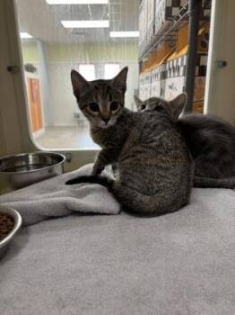 Ariel -  Domestic Short Hair Cat for Adoption in Cincinnati, Ohio - Ariel | PetCurious