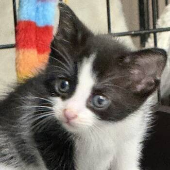 Jagger -  Domestic Short Hair Cat for Adoption in Lebanon, Kentucky - Jagger | PetCurious