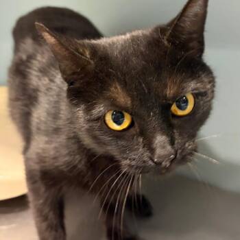 Domestic Short Hair Cats Available for Adoption in Chattanooga, Tennessee - Chocolate | PetCurious