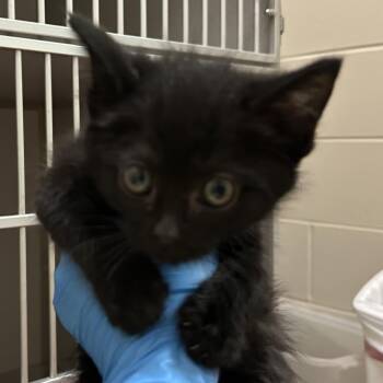 Sausage -  Domestic Short Hair Cat for Adoption in Mason City, Iowa - Sausage | PetCurious