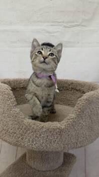 Hedgehog -  Domestic Short Hair Cat for Adoption in Red Wing, Minnesota - Hedgehog | PetCurious