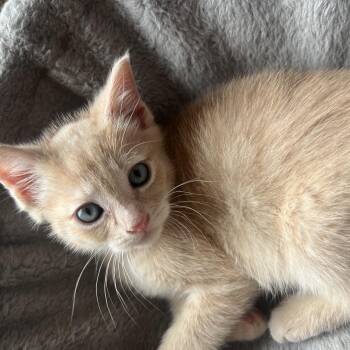 Hall -  Domestic Short Hair Cat for Adoption in Great Falls, Montana - Hall | PetCurious