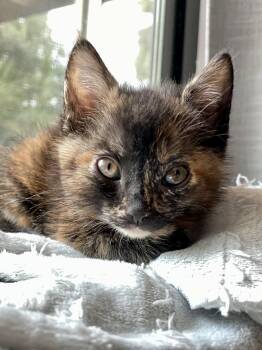 Domestic Short Hair Cats Available for Adoption in Seal Beach, California - Lima | PetCurious