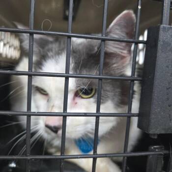 Katzerl -  Domestic Short Hair Cat for Adoption in Newark, New Jersey - Katzerl | PetCurious