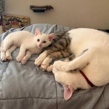 Domestic Short Hair Cats Available for Adoption in Austin, Texas - LaaLaa | PetCurious