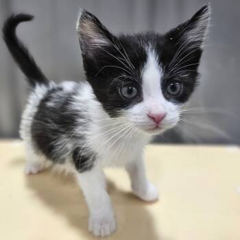 Rescue Domestic Short Hair Cats for Adoption in Muscatine, Iowa - Shenandoah | PetCurious