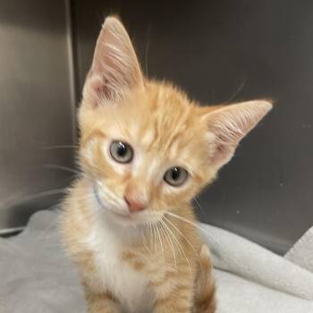 Pepe Le Pew -  Domestic Short Hair Cat for Adoption in Goleta, California - Pepe Le Pew | PetCurious