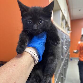 Periodic Table 1_2 -  Domestic Short Hair Cat for Adoption in Westminster, California - Periodic Table 1_2 | PetCurious