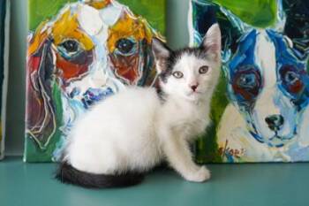 Sunkist -  Domestic Short Hair Cat for Adoption in San Antonio, Texas - Sunkist | PetCurious